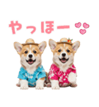 コーギーの夏！！（個別スタンプ：2）
