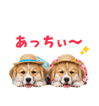 コーギーの夏！！（個別スタンプ：10）