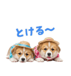 コーギーの夏！！（個別スタンプ：11）