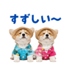 コーギーの夏！！（個別スタンプ：12）
