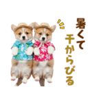 コーギーの夏！！（個別スタンプ：16）