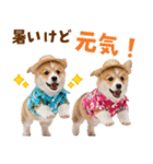 コーギーの夏！！（個別スタンプ：17）