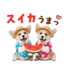 コーギーの夏！！（個別スタンプ：19）
