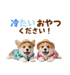 コーギーの夏！！（個別スタンプ：25）