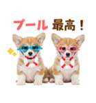 コーギーの夏！！（個別スタンプ：27）
