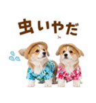 コーギーの夏！！（個別スタンプ：28）