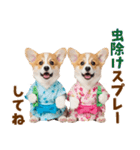 コーギーの夏！！（個別スタンプ：32）