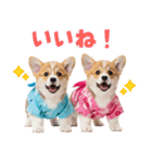 コーギーの夏！！（個別スタンプ：33）