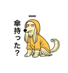 名前入りアフガンクリーム（個別スタンプ：23）