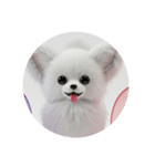犬種プレミアム(チワワパピヨンパグ)（個別スタンプ：4）