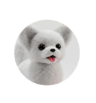 犬種プレミアム(チワワパピヨンパグ)（個別スタンプ：7）