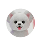 犬種プレミアム(チワワパピヨンパグ)（個別スタンプ：8）