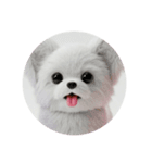 犬種プレミアム(チワワパピヨンパグ)（個別スタンプ：9）