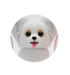 犬種プレミアム(チワワパピヨンパグ)（個別スタンプ：10）