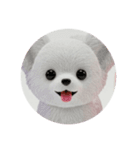 犬種プレミアム(チワワパピヨンパグ)（個別スタンプ：15）