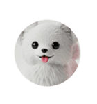 犬種プレミアム(チワワパピヨンパグ)（個別スタンプ：16）