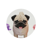 犬種プレミアム(チワワパピヨンパグ)（個別スタンプ：17）