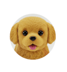 犬種プレミアム(チワワパピヨンパグ)（個別スタンプ：19）