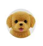 犬種プレミアム(チワワパピヨンパグ)（個別スタンプ：21）