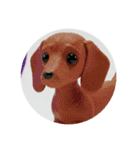 犬種プレミアム(チワワパピヨンパグ)（個別スタンプ：30）