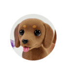 犬種プレミアム(チワワパピヨンパグ)（個別スタンプ：34）