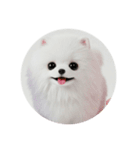 犬種プレミアム(チワワパピヨンパグ)（個別スタンプ：35）