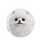 犬種プレミアム(チワワパピヨンパグ)（個別スタンプ：38）