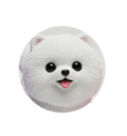 犬種プレミアム(チワワパピヨンパグ)（個別スタンプ：39）