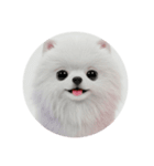 犬種プレミアム(チワワパピヨンパグ)（個別スタンプ：40）