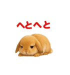 白と茶色のウサギに沼る（個別スタンプ：2）