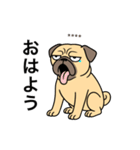 名前入りパグフォーン（個別スタンプ：4）