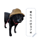 甲斐犬はるさめ3（個別スタンプ：1）