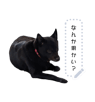 甲斐犬はるさめ3（個別スタンプ：4）