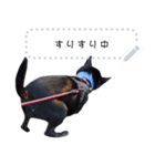 甲斐犬はるさめ3（個別スタンプ：6）