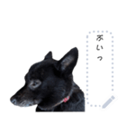 甲斐犬はるさめ3（個別スタンプ：11）