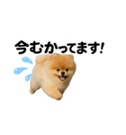 かわいいから許して（個別スタンプ：2）