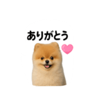 かわいいから許して（個別スタンプ：5）