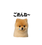 かわいいから許して（個別スタンプ：6）