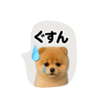 かわいいから許して（個別スタンプ：7）