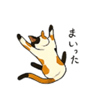 三毛猫のきぶん（個別スタンプ：9）