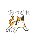 三毛猫のきぶん（個別スタンプ：25）