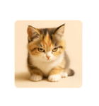 こねこのつぶやき、リアル三毛猫編（個別スタンプ：1）