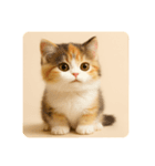 こねこのつぶやき、リアル三毛猫編（個別スタンプ：2）