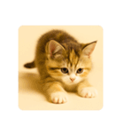 こねこのつぶやき、リアル三毛猫編（個別スタンプ：4）
