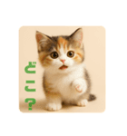 こねこのつぶやき、リアル三毛猫編（個別スタンプ：5）