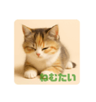 こねこのつぶやき、リアル三毛猫編（個別スタンプ：6）