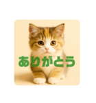 こねこのつぶやき、リアル三毛猫編（個別スタンプ：8）