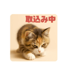 こねこのつぶやき、リアル三毛猫編（個別スタンプ：9）