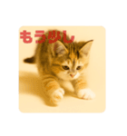 こねこのつぶやき、リアル三毛猫編（個別スタンプ：11）