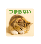 こねこのつぶやき、リアル三毛猫編（個別スタンプ：14）